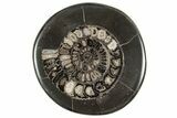 Polished Fossil Ammonite (Dactylioceras) Half - England #240746-1